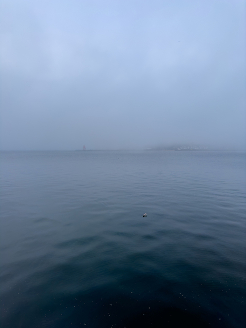 Still, smoothly undulating river water stretches out into a dense fog, with a beacon tower and some buildings on the far bank just poking out through the fret. In the foreground, a small White Sea bird sits on the still surface of the water.